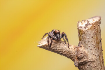 araña saltarina o cazadora de moscas