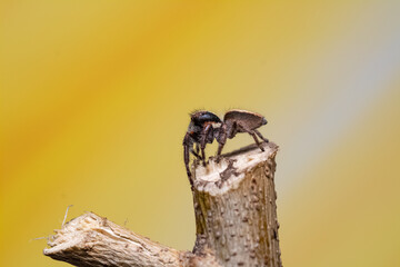 araña saltarina o cazadora de moscas