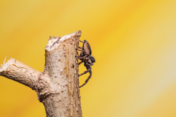 araña saltarina o cazadora de moscas