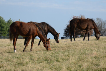 Three horses grazing in a field with paddock fencing in the background