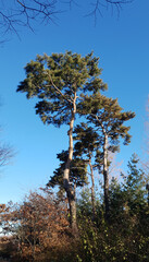 pinetree
