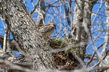 The Red-shouldered Hawk (buteo lineatus) female on the nest