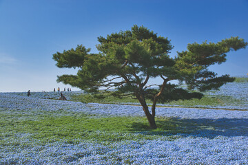茨城県　ひたちなか海浜公園　ネモフィラ