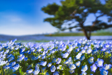 茨城県　ひたちなか海浜公園　ネモフィラ
