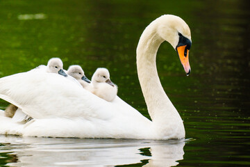 Swan Mother's Day