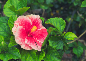 ハイビスカス