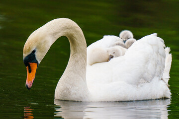 Swan Mother's Day © Mark