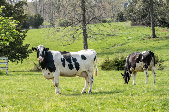 Dairy Cows Grazing in Field 
