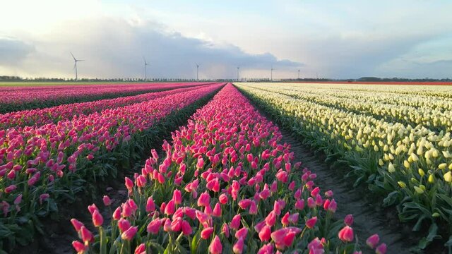 Iconic Dutch landscape with colorful tulip flowers and windmills, golden hour
