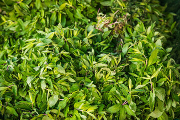 Close-up green plant for background, green mint texture or mint background. Green leaves form a natural shape. Fresh raw mint leaves. Mint leaves from the garden.