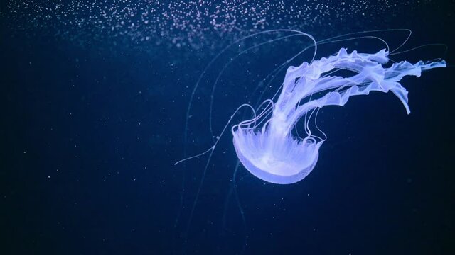 Fluorescent jellyfish swimming, transparent jellyfish underwater shots with a glowing jellyfish moving in the water.
