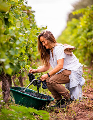 woman harvesting in the vineyard
