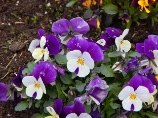 crocuses in the garden