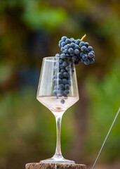 glass cup with grapes inside