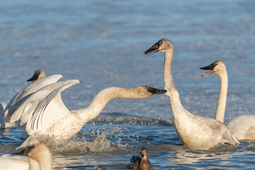 Tundra, trumpeter swans fighting in aggressive manner. One wild bird biting the others neck while swimming and standing on icy lake in Yukon during migration to Bering Sea. 