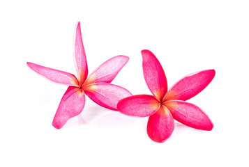 Fototapeta na wymiar red frangipani flowers on white background