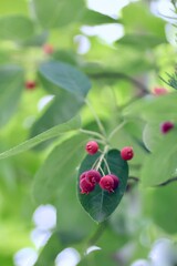 Obraz premium 栽培中のジューンベリー