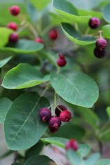 ジューンベリーの実