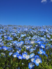 the beautiful nemophila of hitachi seaside park in japan