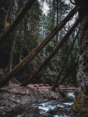 Leaning Cedars