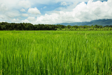 Fototapeta premium green rice field blue sky and cloud