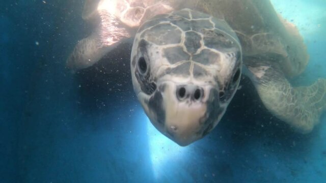 Olive Ridley Sea Turtle Swimming Underwater In A Rescue Centre In India - Close Up