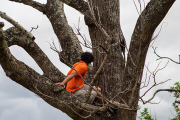 locoman en el arbol