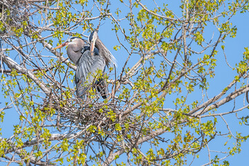 Great Blue Herons Building a Nest	