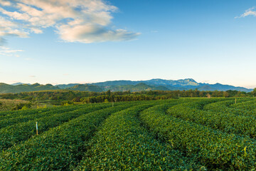 Fototapeta na wymiar Top view aerial photo of Tea Plantation