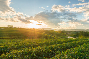 Top view aerial photo of Tea Plantation