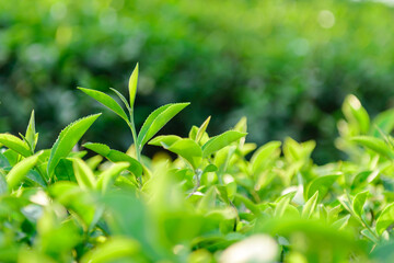 Green tea leaves