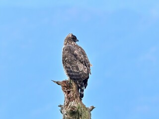 お気に入りの木でのんびりくつろぐクマタカ成鳥