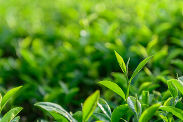 Green tea leaves