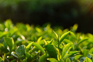 Green tea leaves