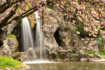 Japanese cherry tree is in the park next to the waterfall