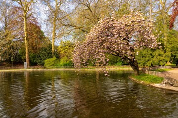 Japanese cherry tree is in the park next to the lake