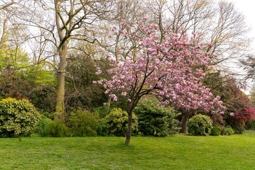 Japanese cherry tree is in the park