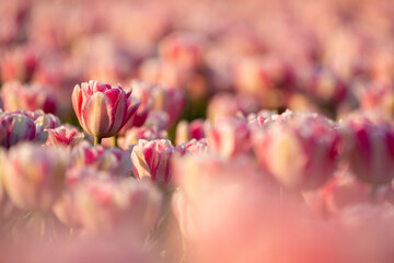 Tulips on the field