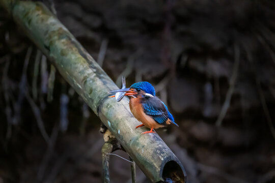 Beautiful blue-eared kingfisher bird (Alcedo meninting) sitting on branch.