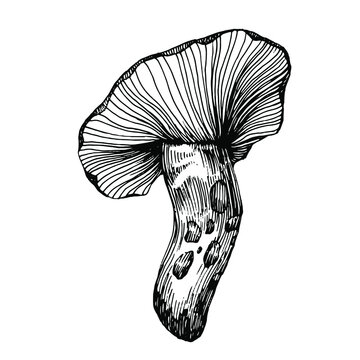recommend clip art: Mushroom illustration sketch for logo. Mushrooms tattoo highly detailed in line art style. Black and white clip art isolated on white background. Antique vintage engraving illustration.
