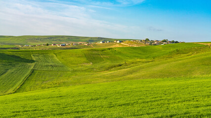 Cultivated green farm fields with blue sky and clouds