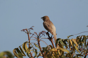 Small Large Gray Babbler perched on a tree twig against the clear sky in spring