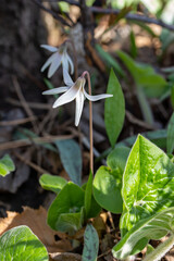 This image shows a close up view of uncultivated white trout lily wildflowers (erythronium albidum) blooming in a protected woodland ravine setting