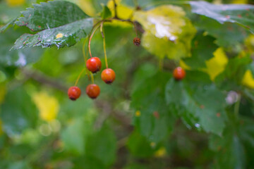 A branch full of red hawthorn berries in early autumn. Hawthorn berries. Crataegus monogyna