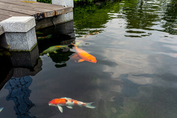 Fancy Koi carp fish swimming in the pond at Japanese garden