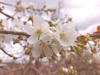 Fototapeta na wymiar cherry flowers bloom on the tree in spring. gardening, nature.