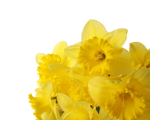 Beautiful daffodils on white background. Fresh spring flowers