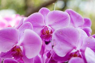 Fototapeta na wymiar Phalaenopsis in full bloom in the park