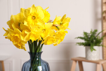Beautiful daffodils in vase indoors, closeup. Space for text