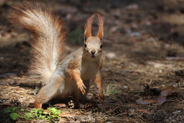 Cute red squirrel on ground in forest
